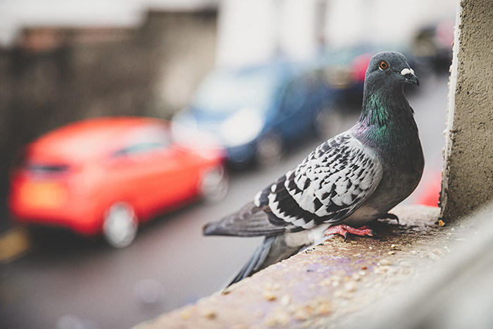 Analyse financière à long terme de la gestion des pigeons en milieu urbain